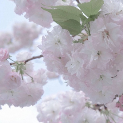 Furry插画元素设计兽圈社群